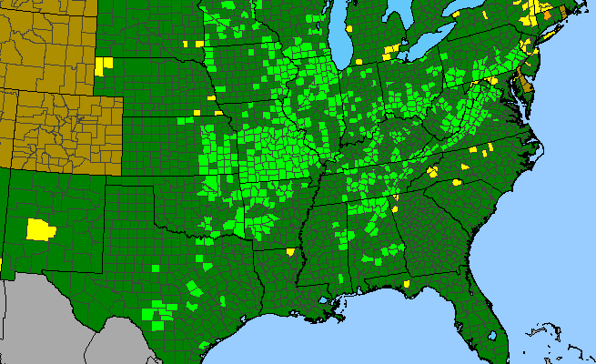 The range of Trichostema brachiatum